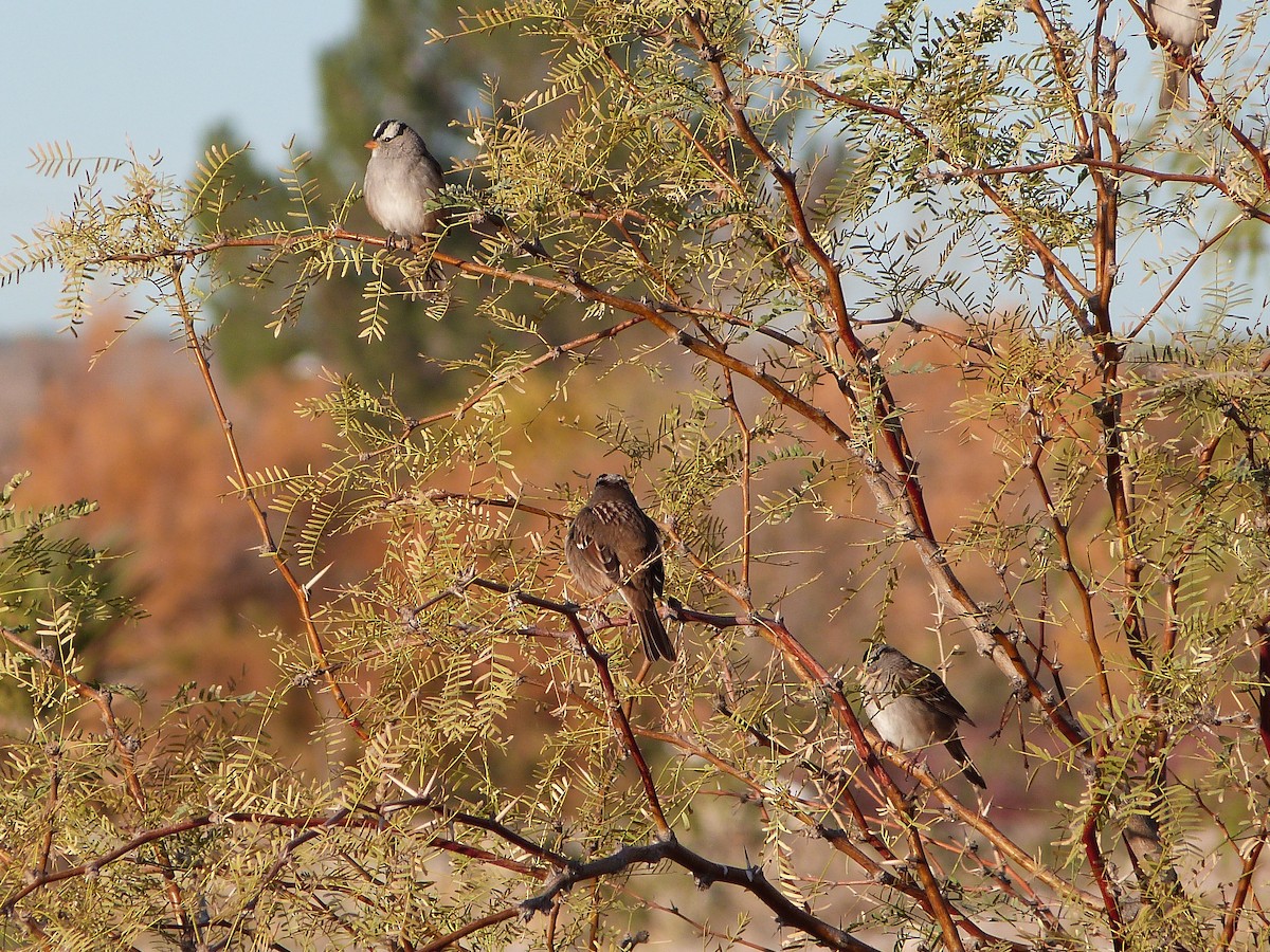 White-crowned Sparrow - ML646861777