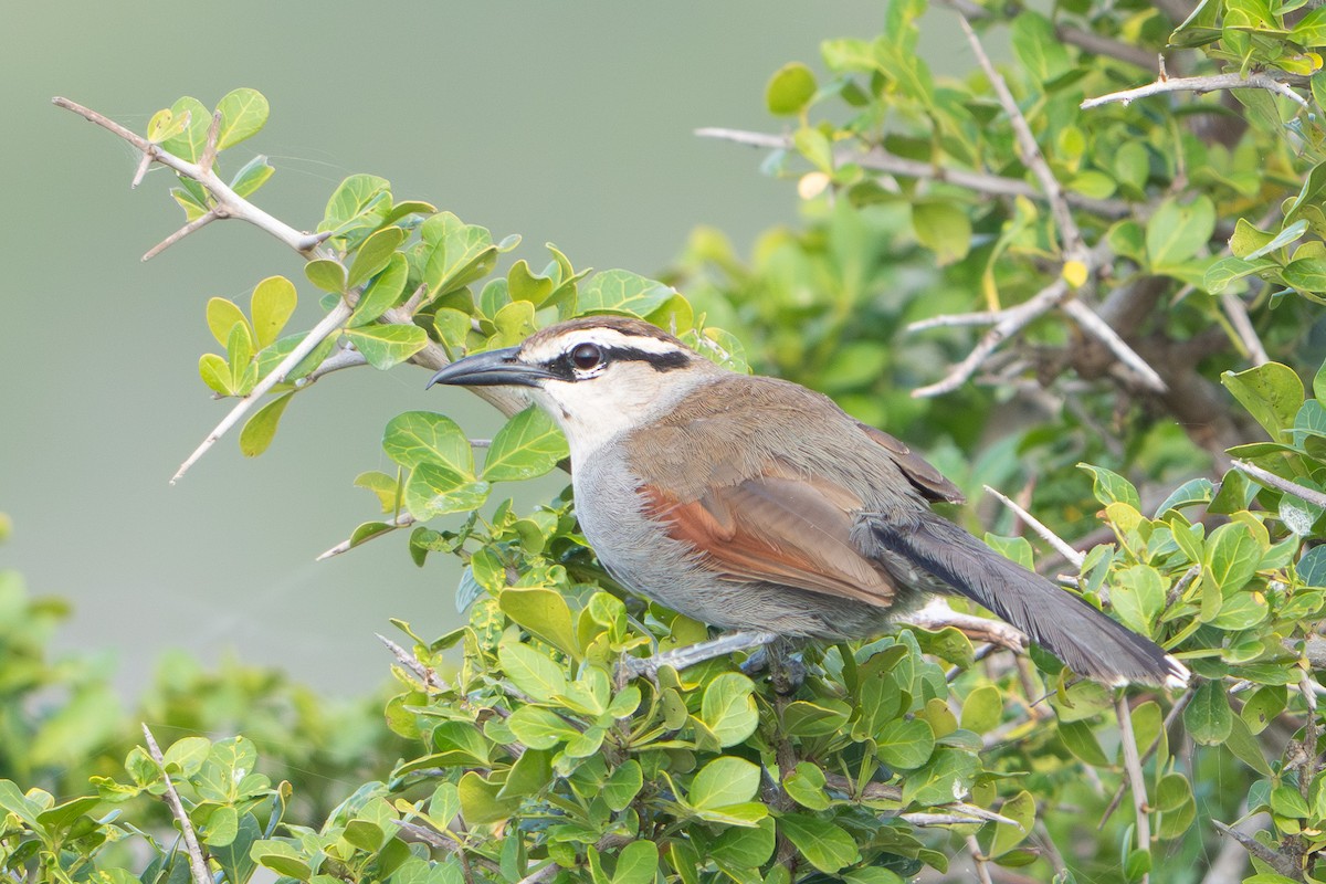 Southern Tchagra - ML646861778