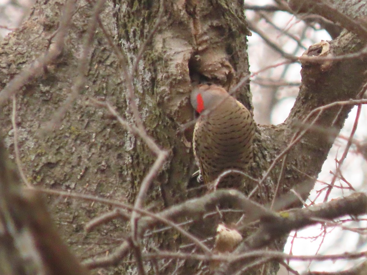 Northern Flicker - ML646861781