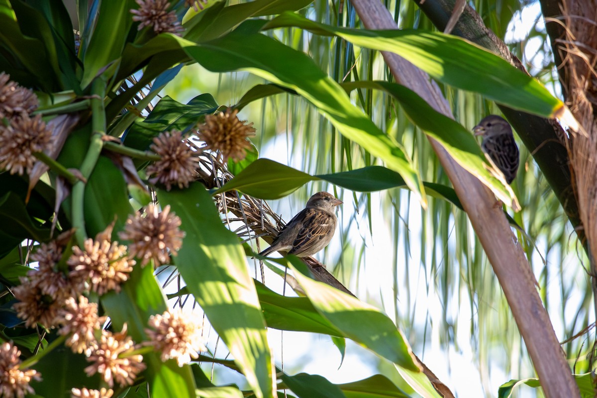 イエスズメ - ML646861782