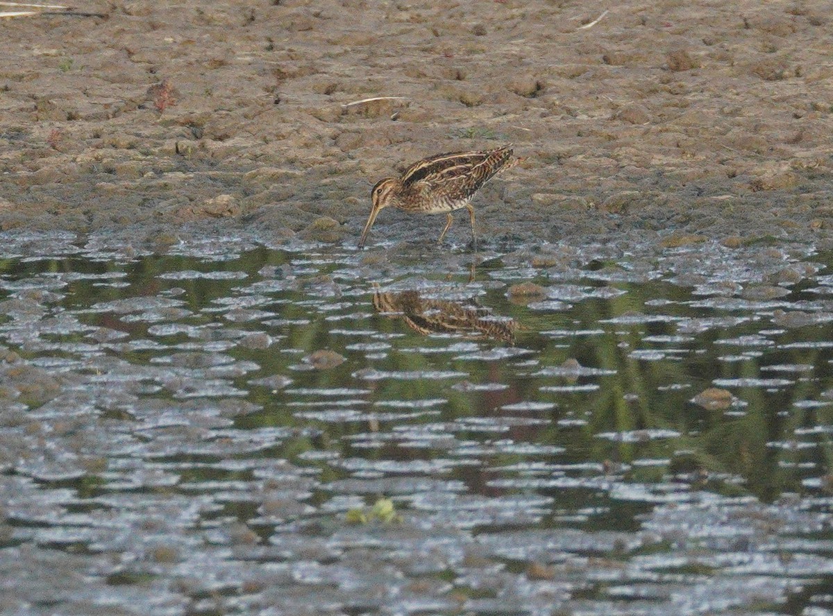 חרטומית ביצות - ML646861784