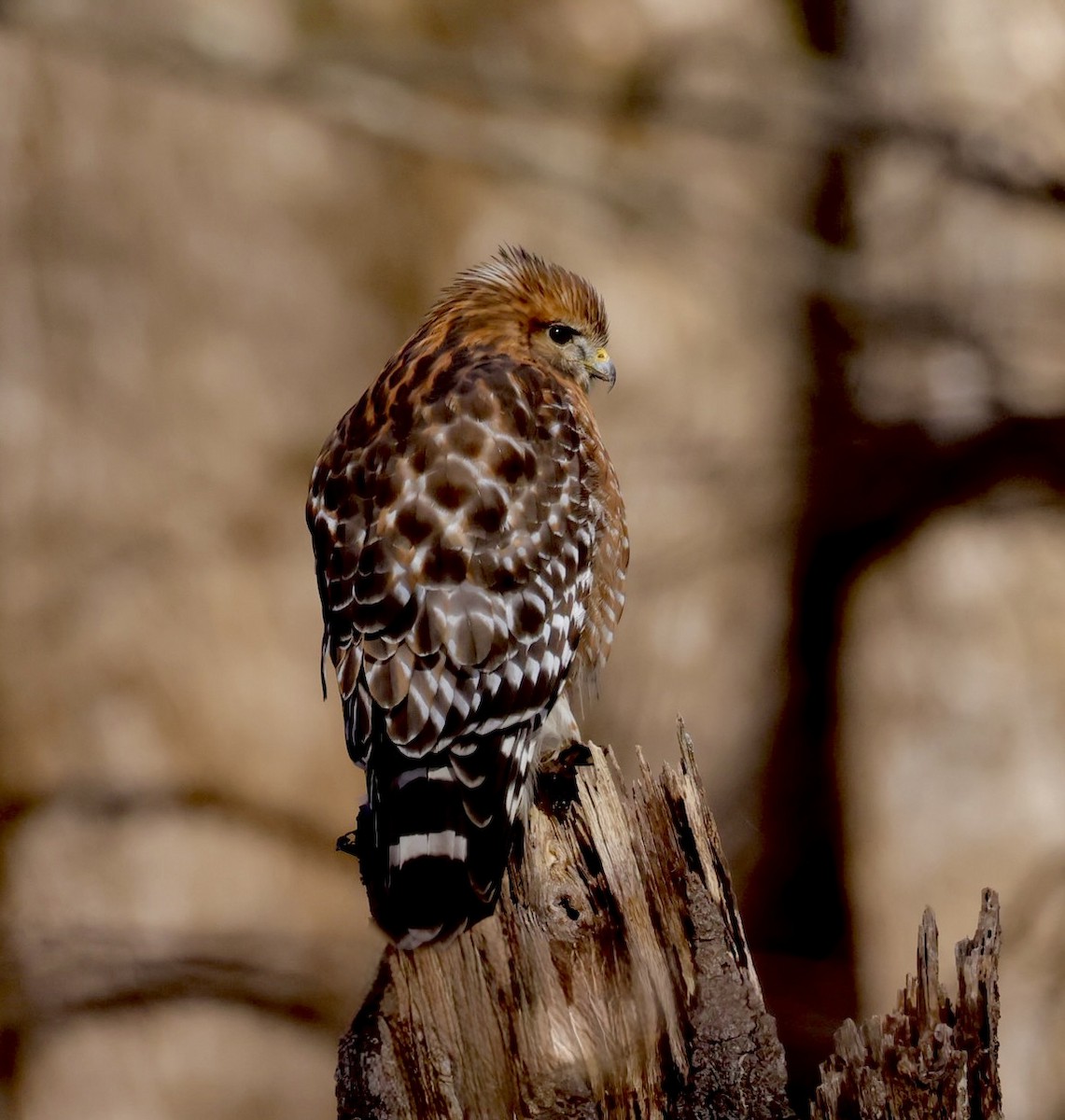 Канюк рудоплечий [група lineatus] - ML646861786