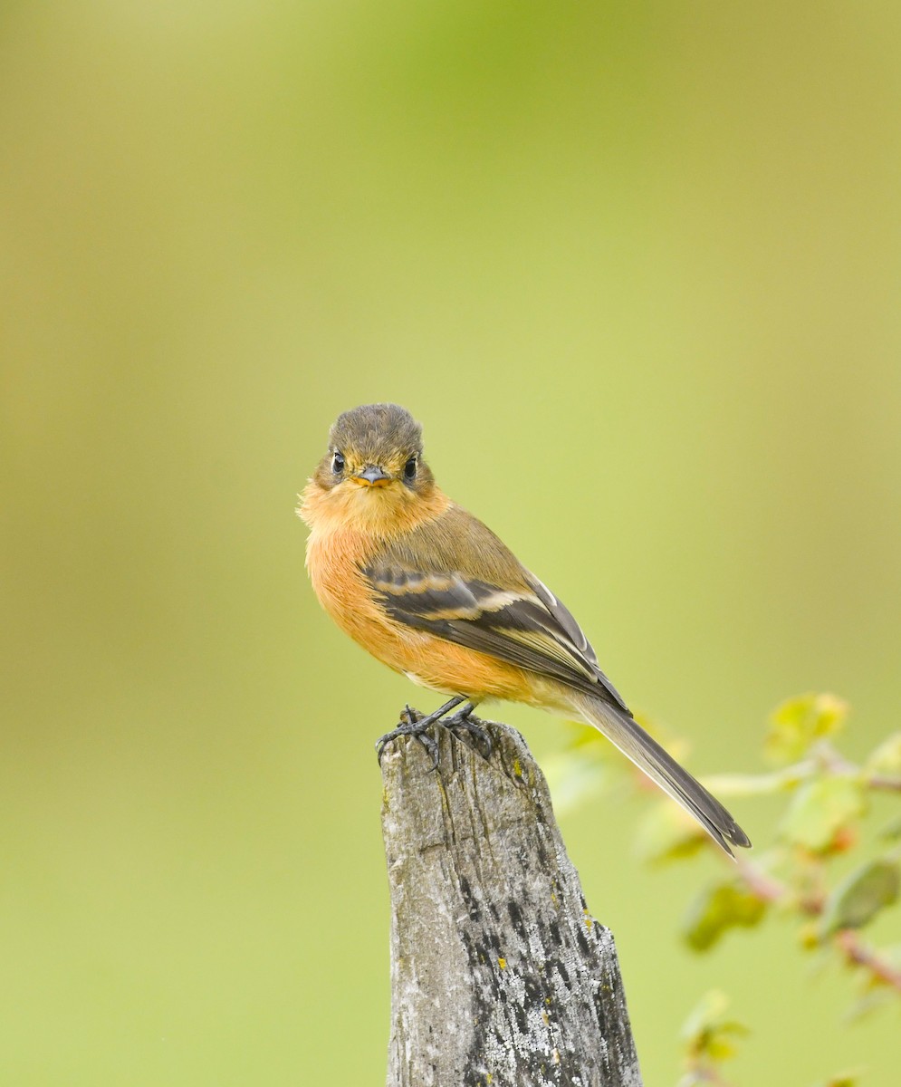 Buff-breasted Flycatcher - ML646861788
