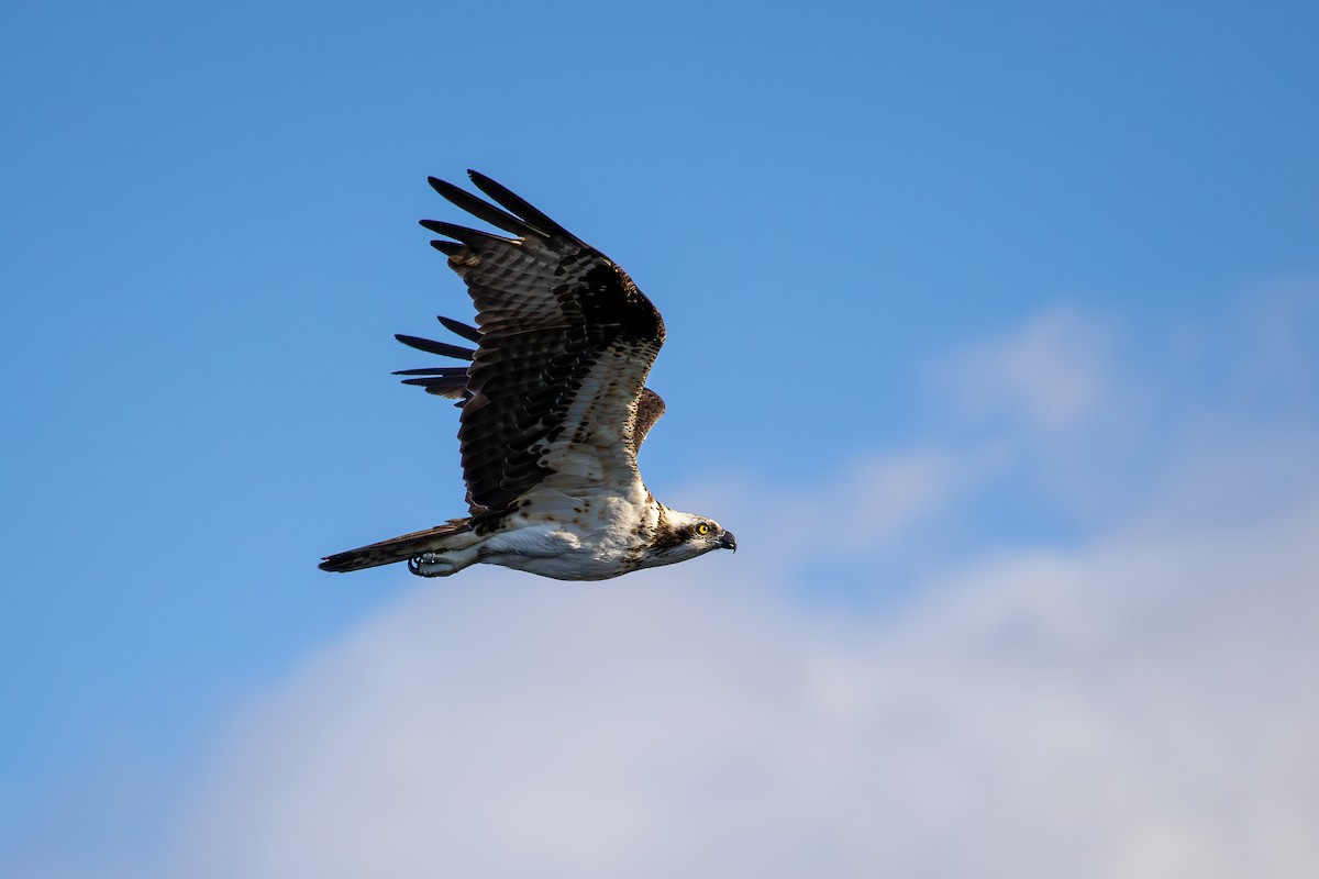 ミサゴ - ML646861789