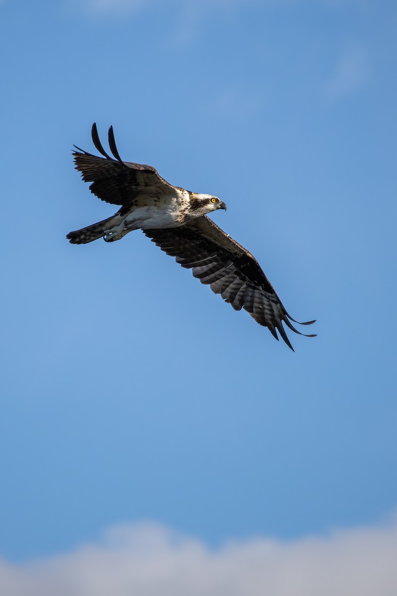 ミサゴ - ML646861790