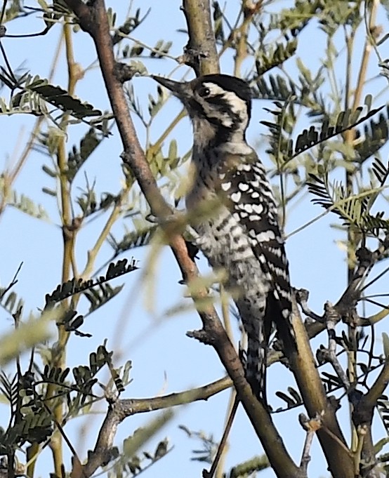 Ladder-backed Woodpecker - ML646861793