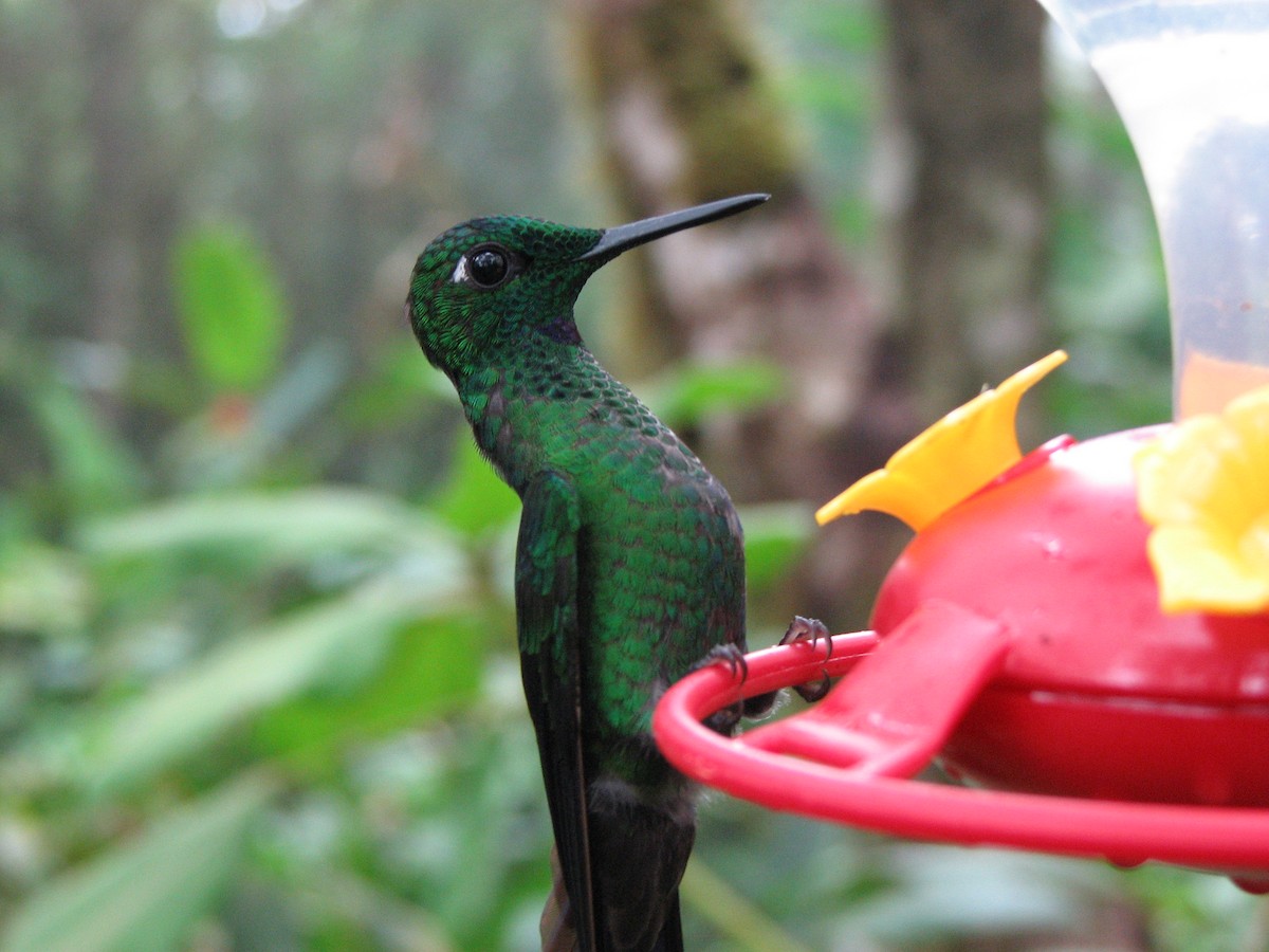 Green-crowned Brilliant - ML646861794