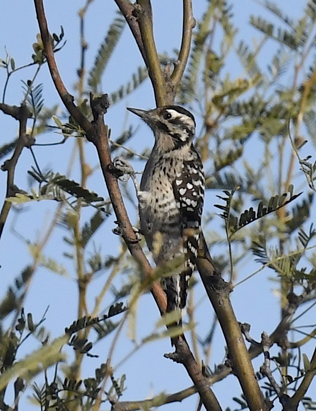 Ladder-backed Woodpecker - ML646861795