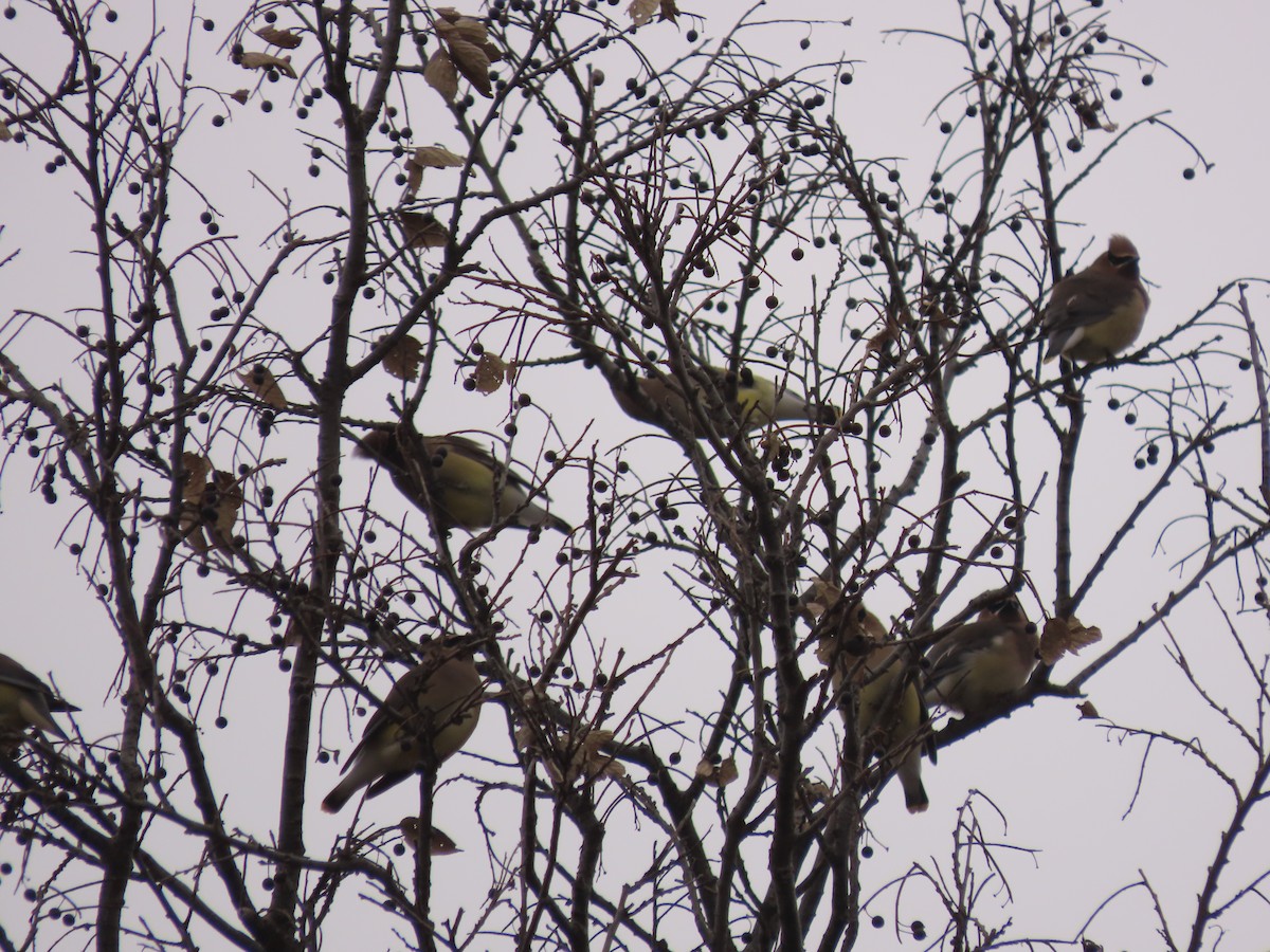 ヒメレンジャク - ML646861796