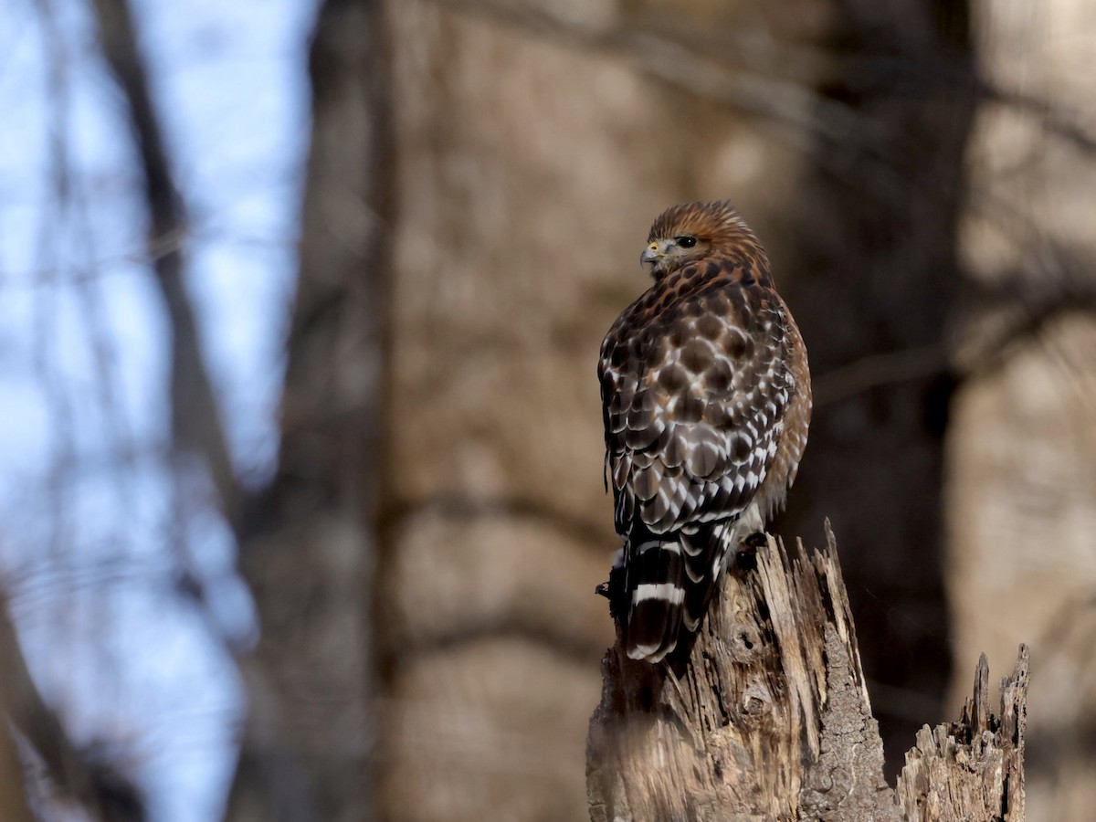 Канюк рудоплечий [група lineatus] - ML646861797