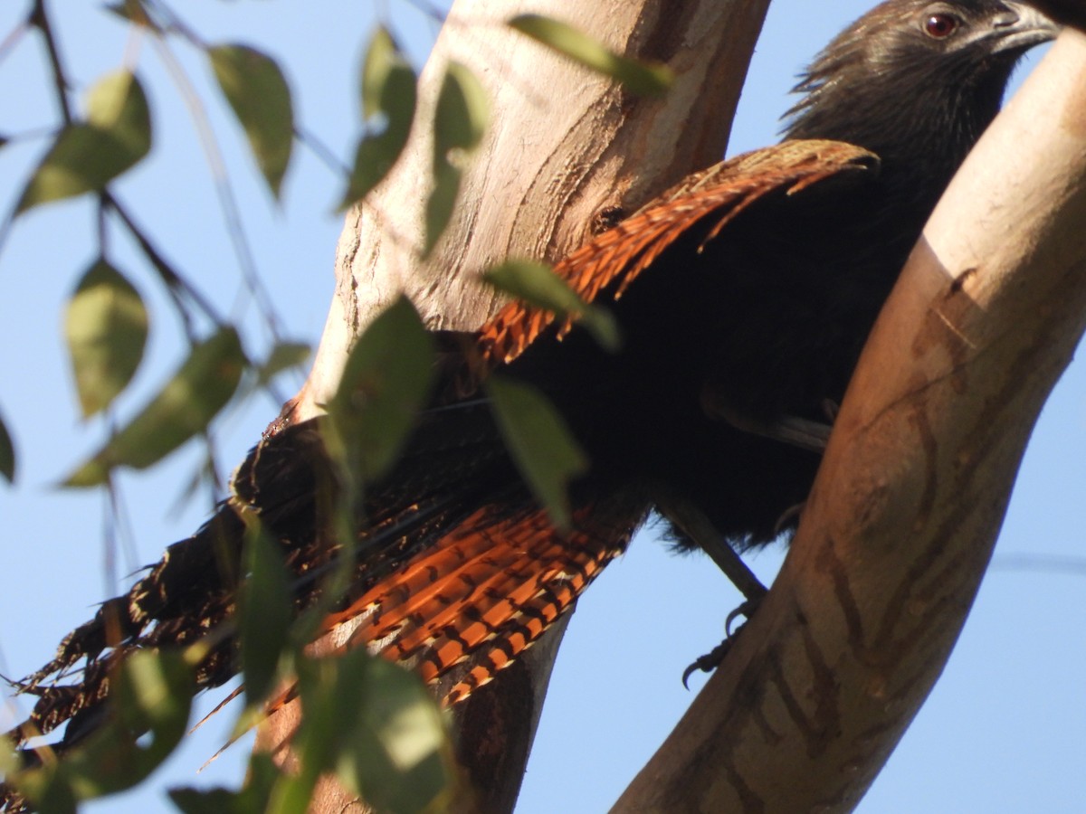 Pheasant Coucal - ML646861798