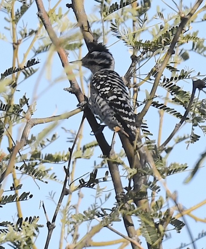 Ladder-backed Woodpecker - ML646861799
