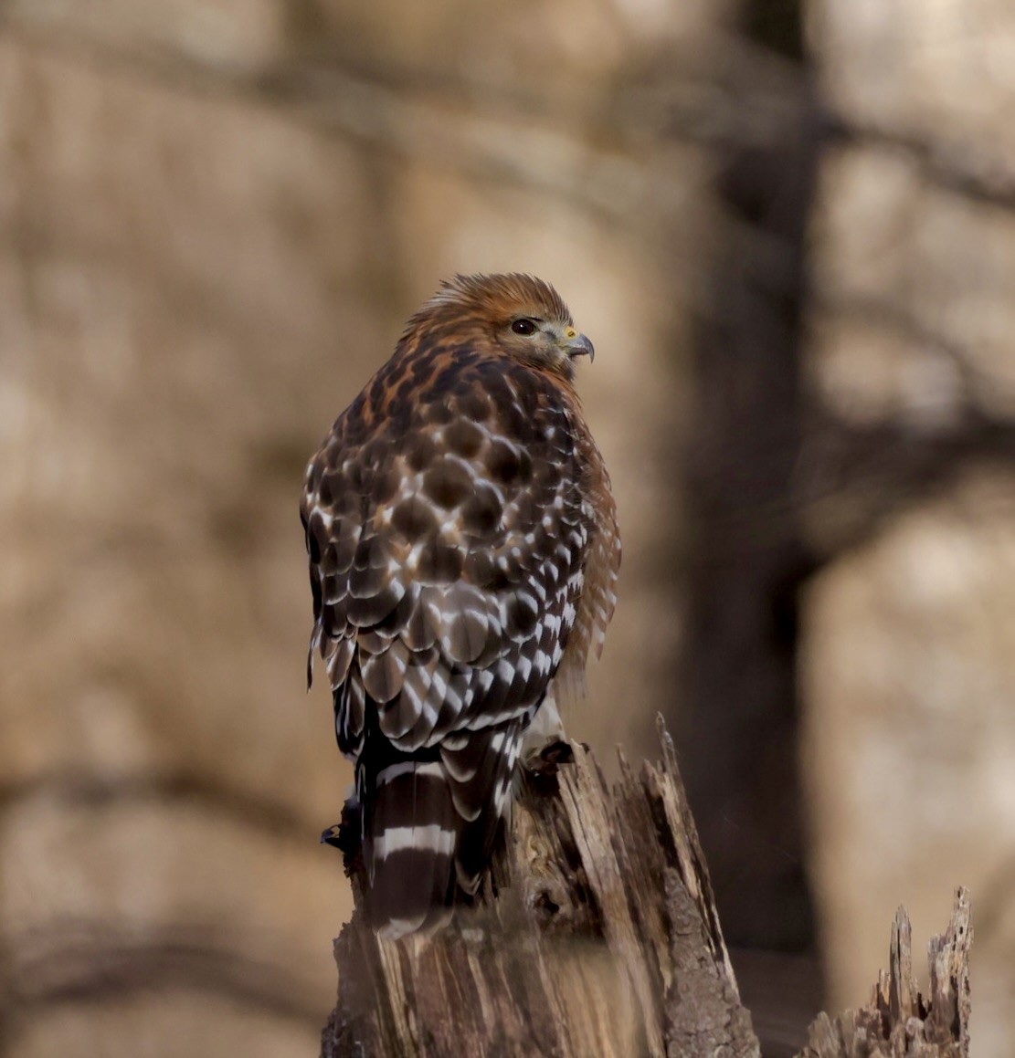 Канюк рудоплечий [група lineatus] - ML646861800