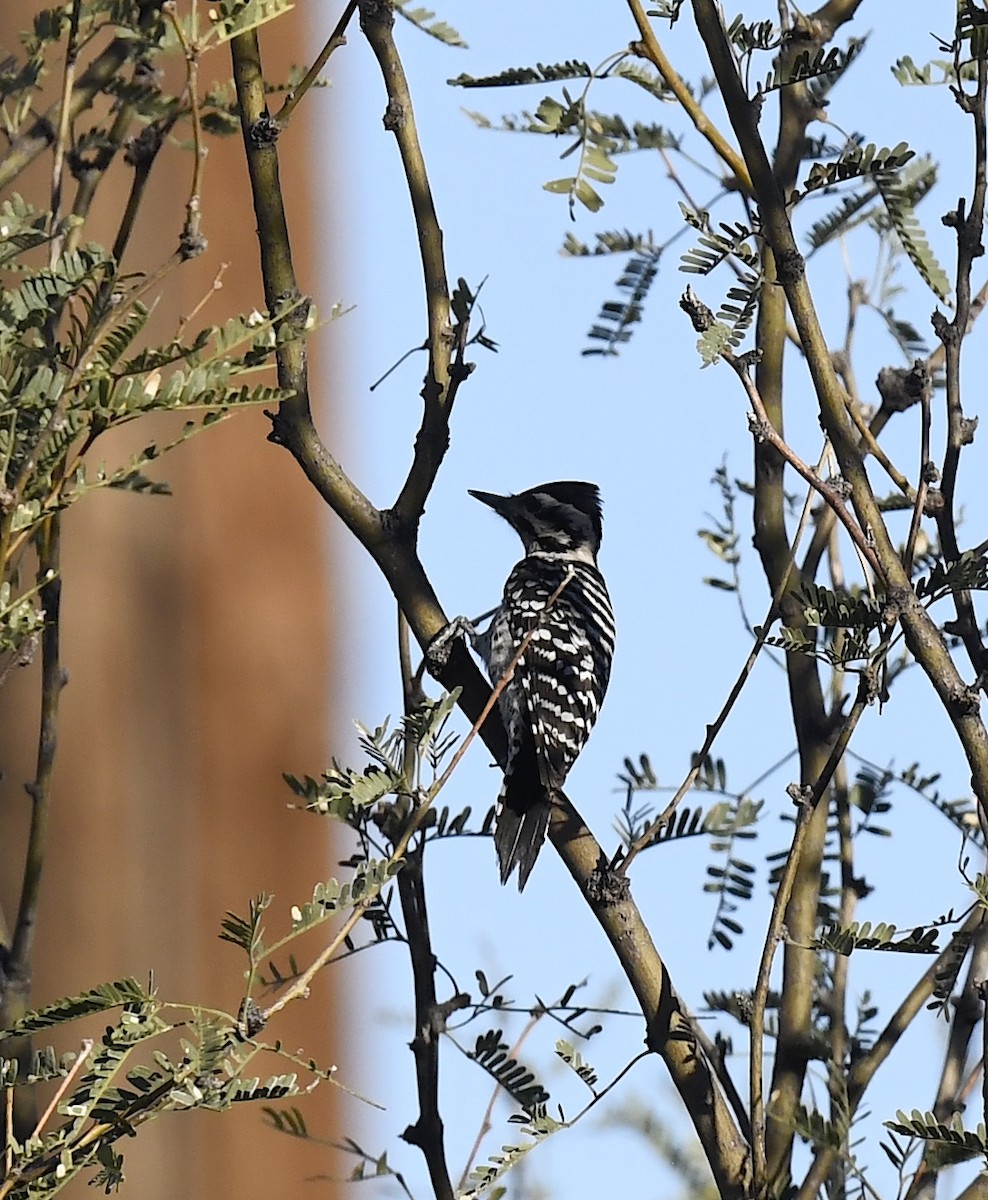 Ladder-backed Woodpecker - ML646861801