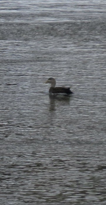 rødfotand - ML646861804