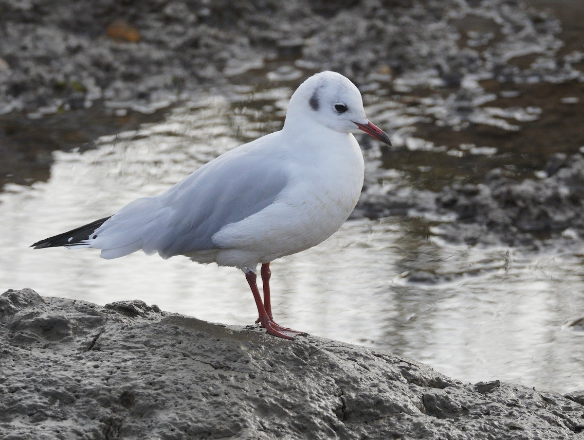 Black-headed Gull - ML646861808