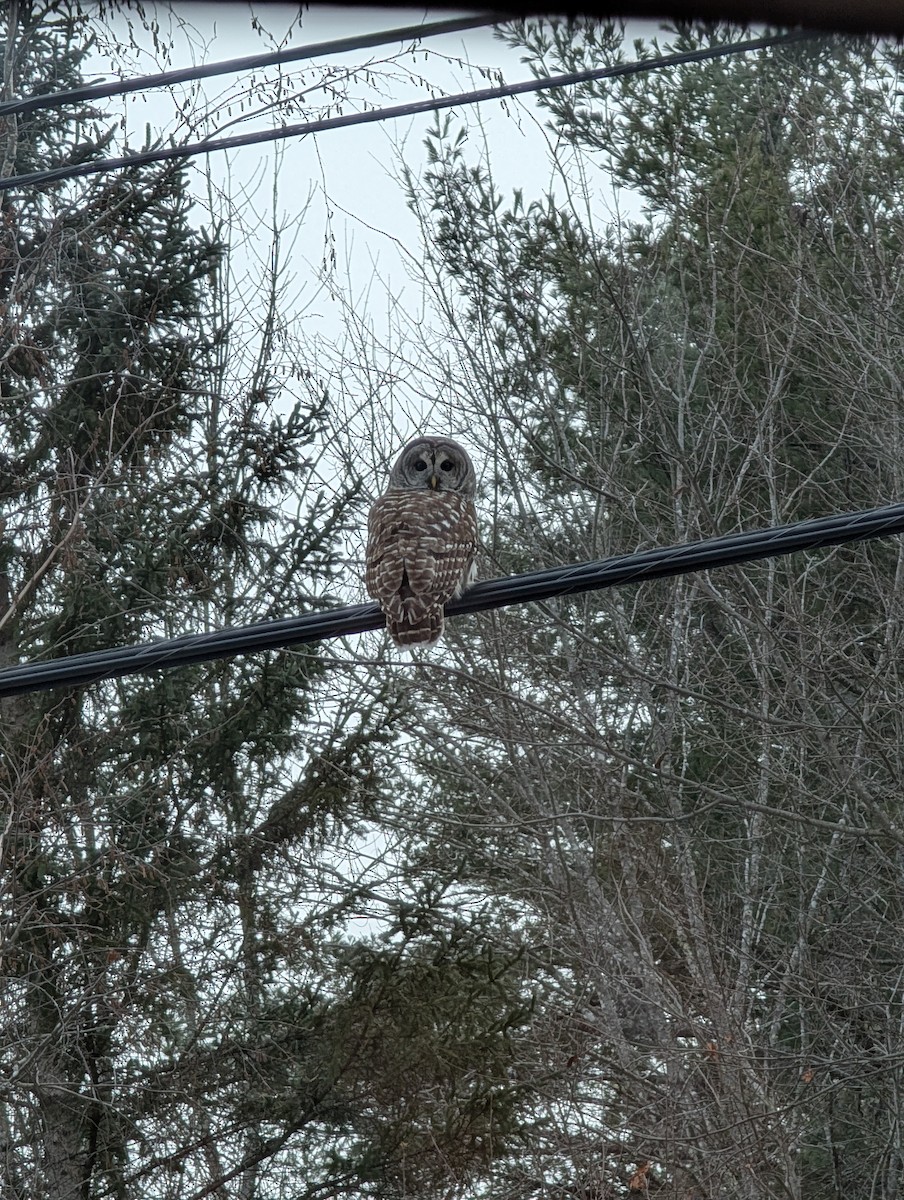 Çizgili Baykuş - ML646861813