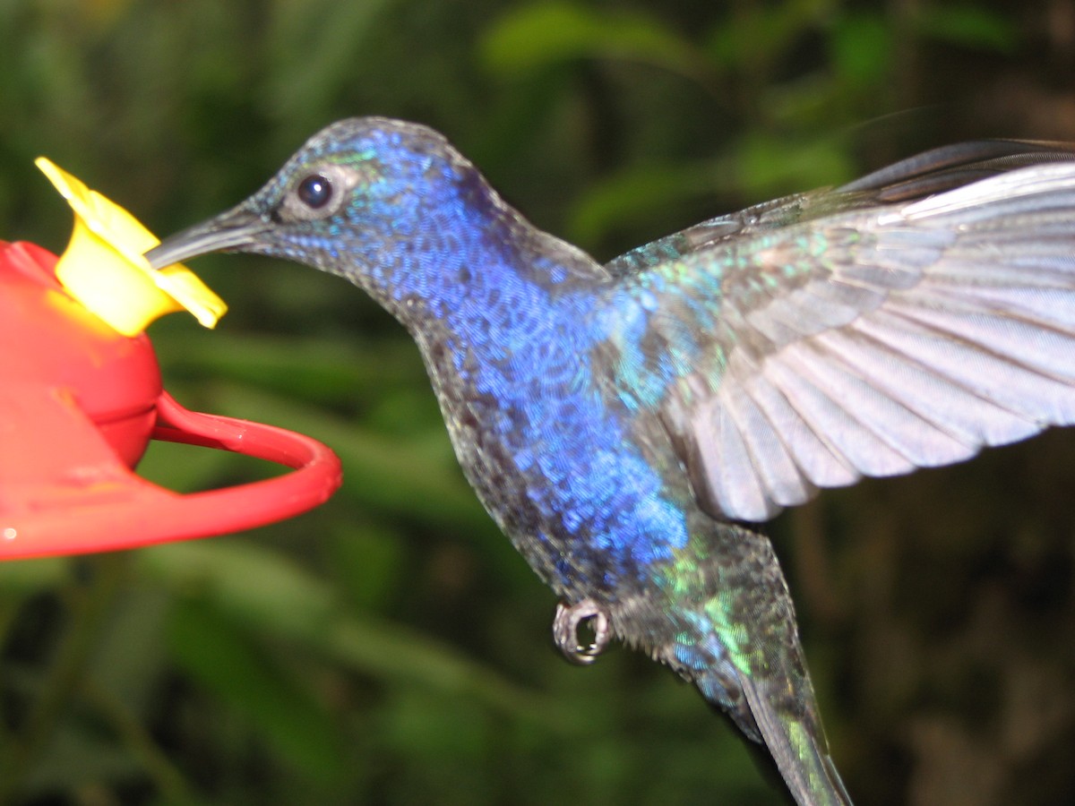 Violet Sabrewing - ML646861814