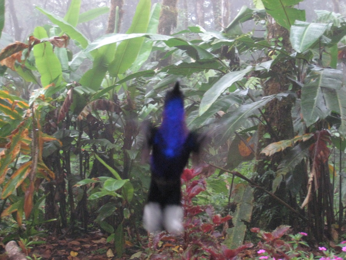 Violet Sabrewing - ML646861816