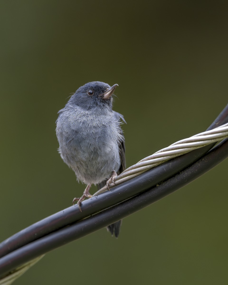 Slaty Flowerpiercer - ML646861817