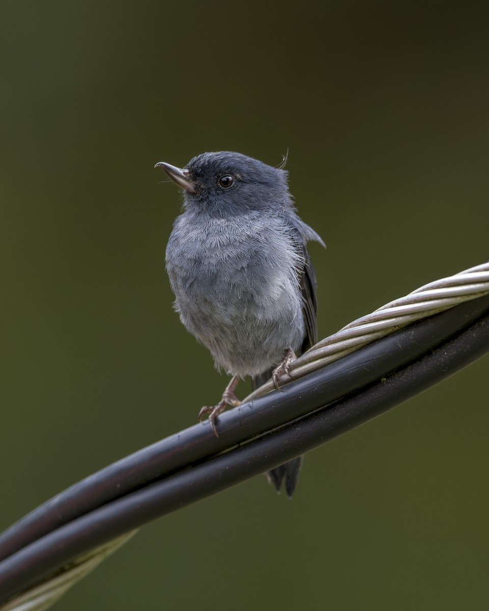 Slaty Flowerpiercer - ML646861818