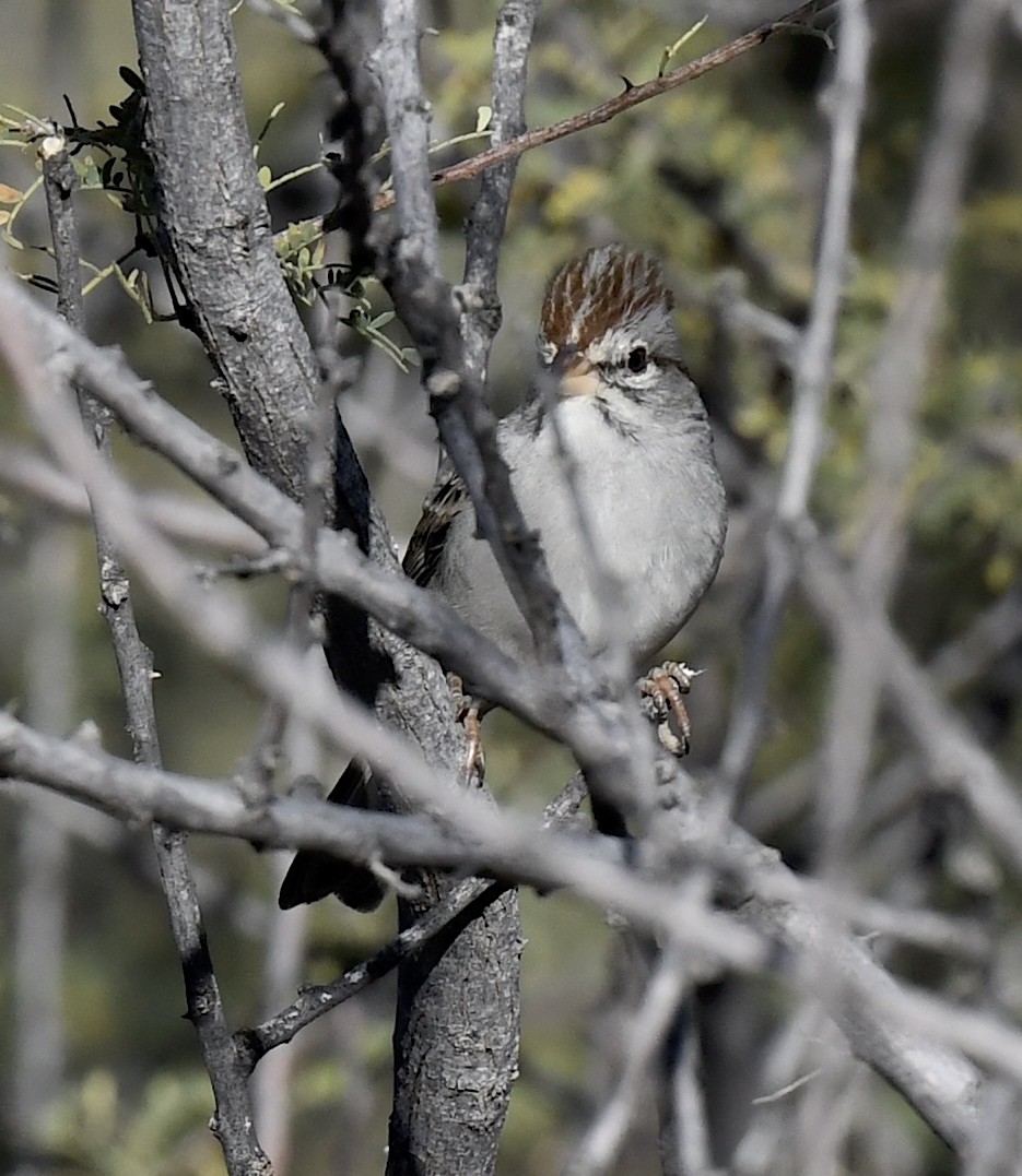 Rufous-winged Sparrow - ML646861819