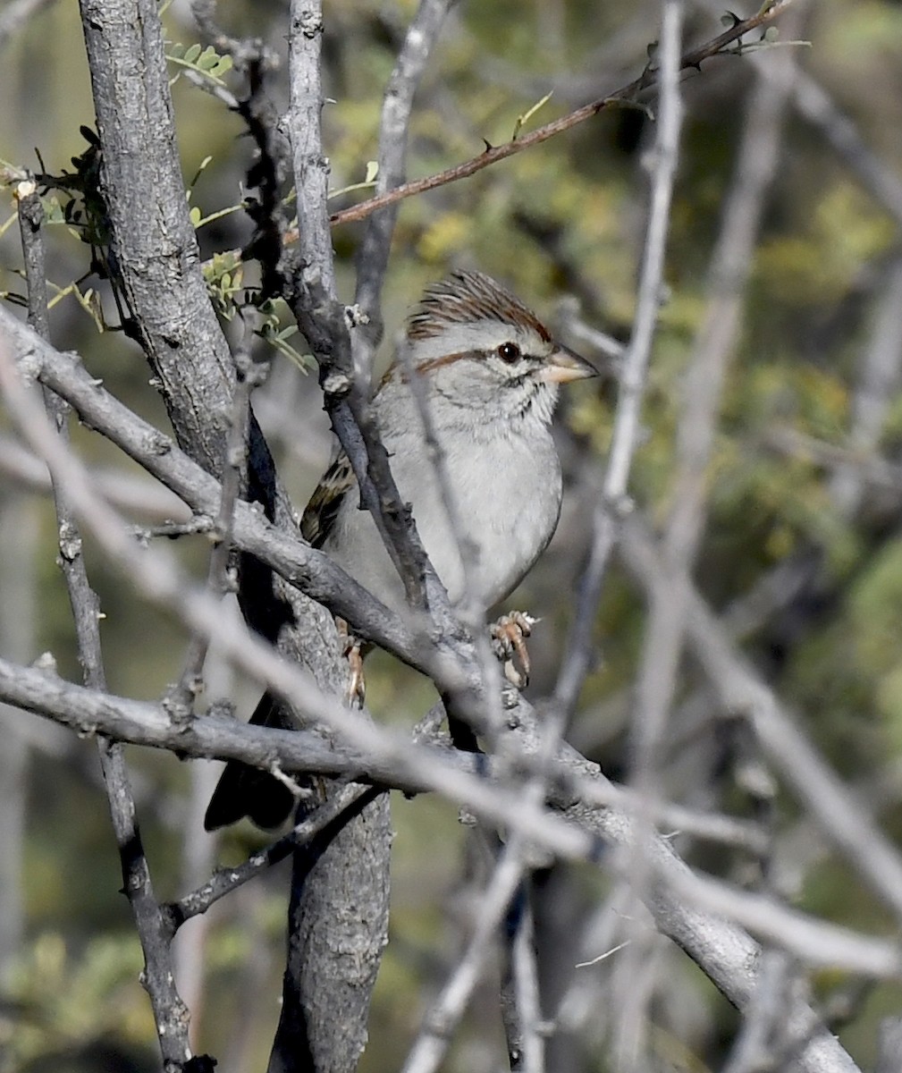 Rufous-winged Sparrow - ML646861820