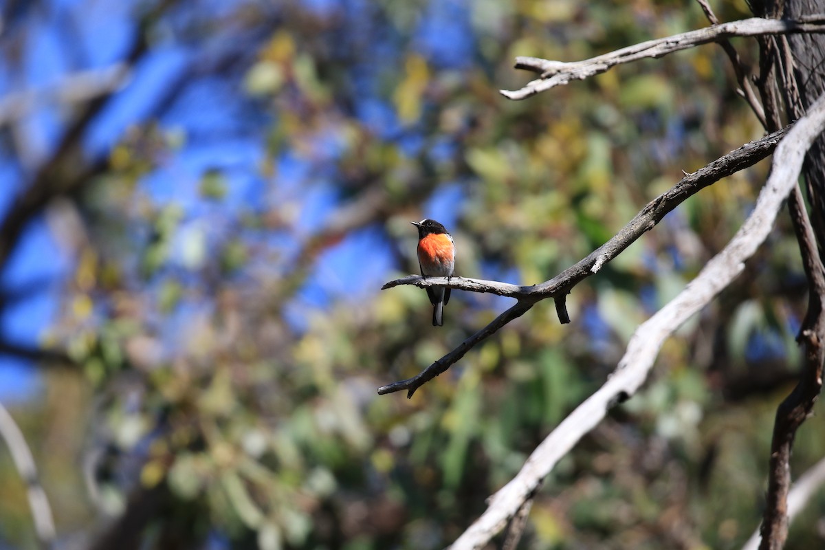 Petroica Escarlata (boodang/leggii) - ML646861821