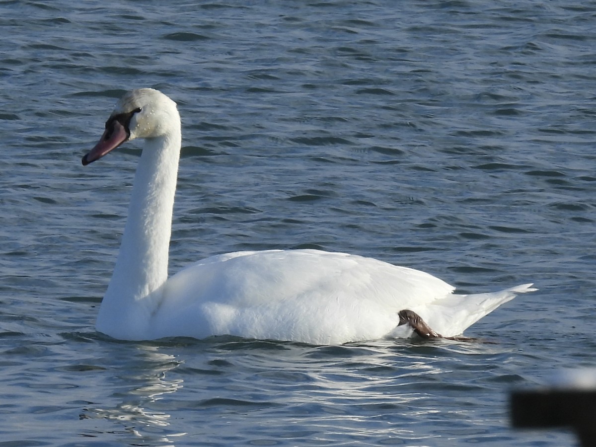 Лебідь-шипун - ML646861822