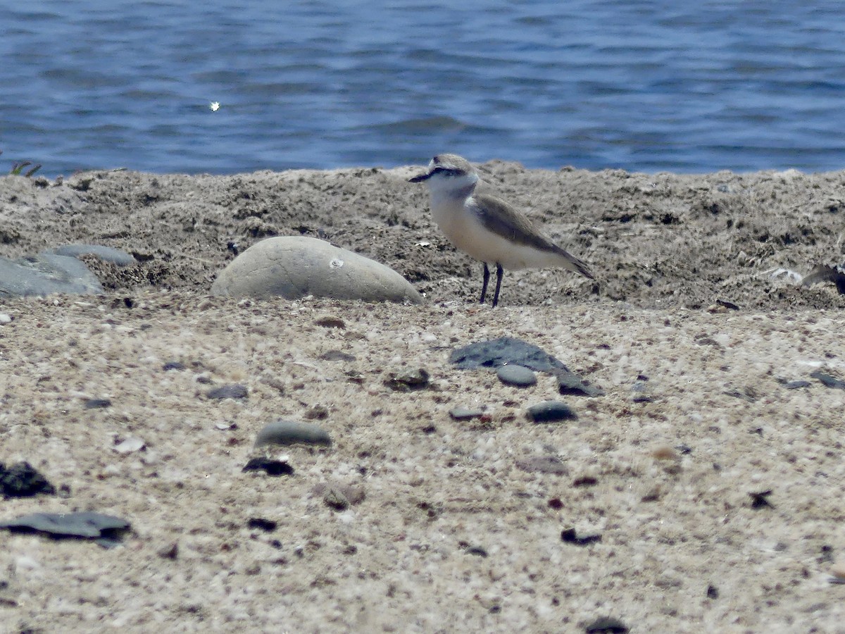 White-fronted Plover - ML646861823