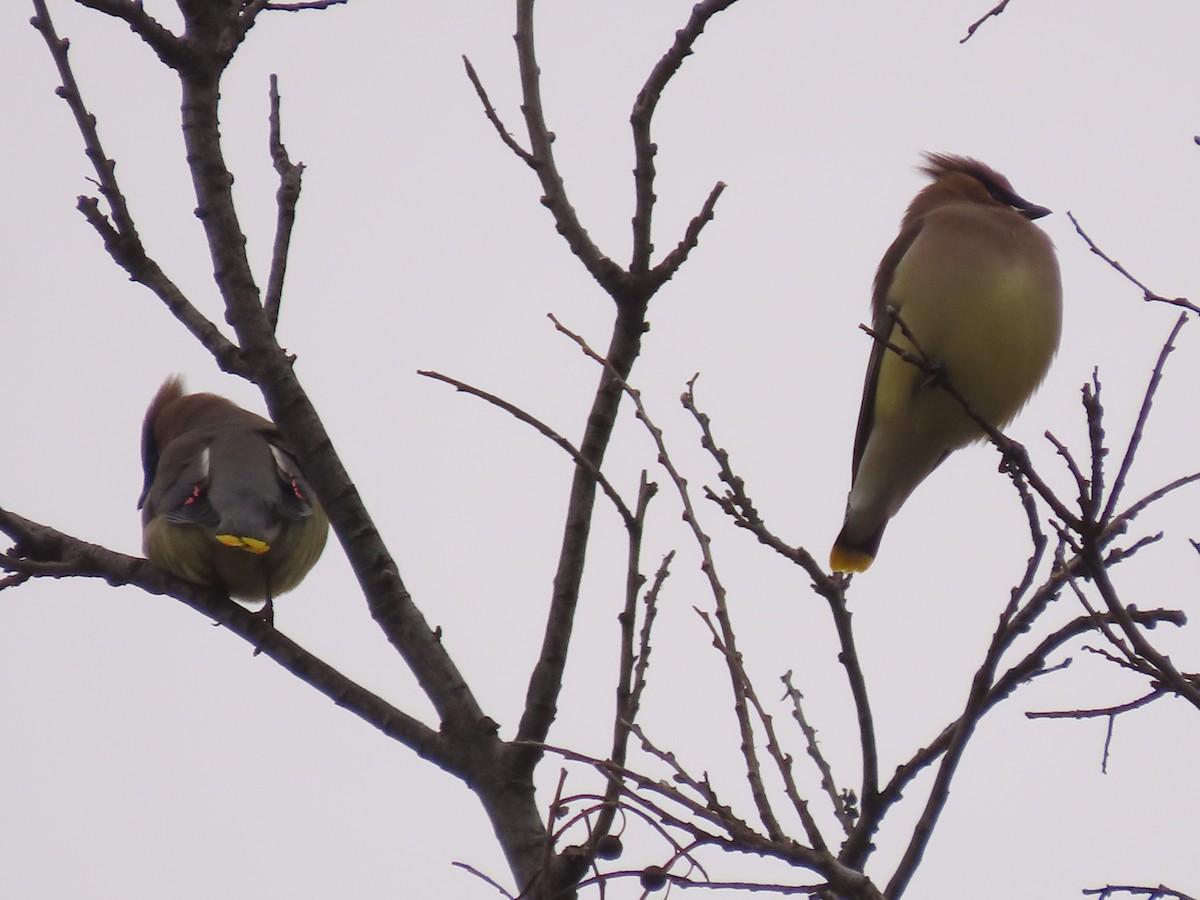 ヒメレンジャク - ML646861824