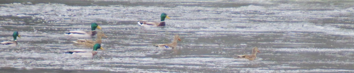 stokkand - ML646861825