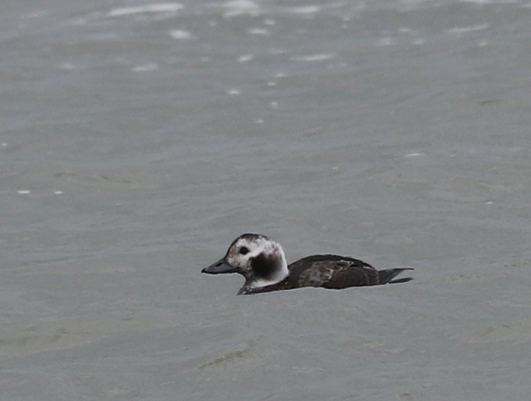 Long-tailed Duck - ML646861832