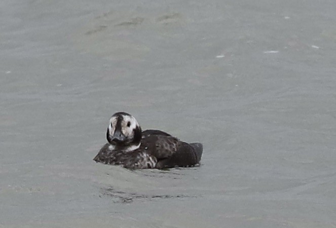 Long-tailed Duck - ML646861833