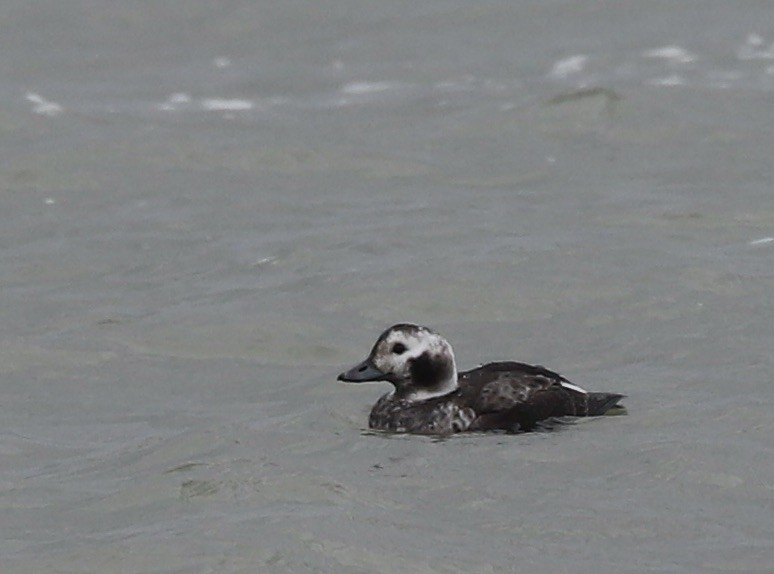 Long-tailed Duck - ML646861834