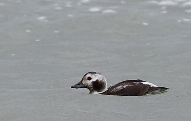 Long-tailed Duck - ML646861835