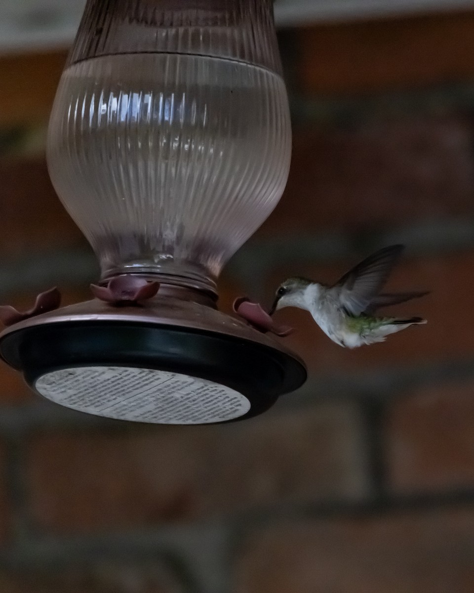 kalypta rubínohrdlá - ML646861837