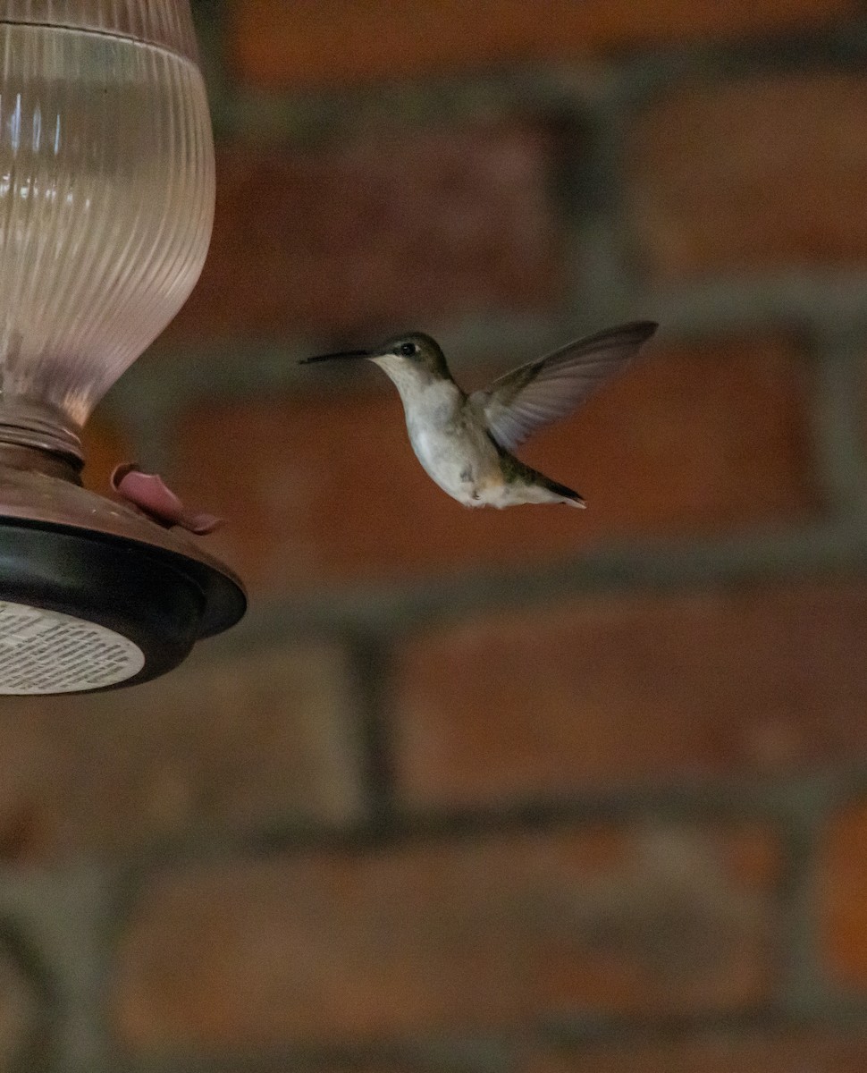 kalypta rubínohrdlá - ML646861838