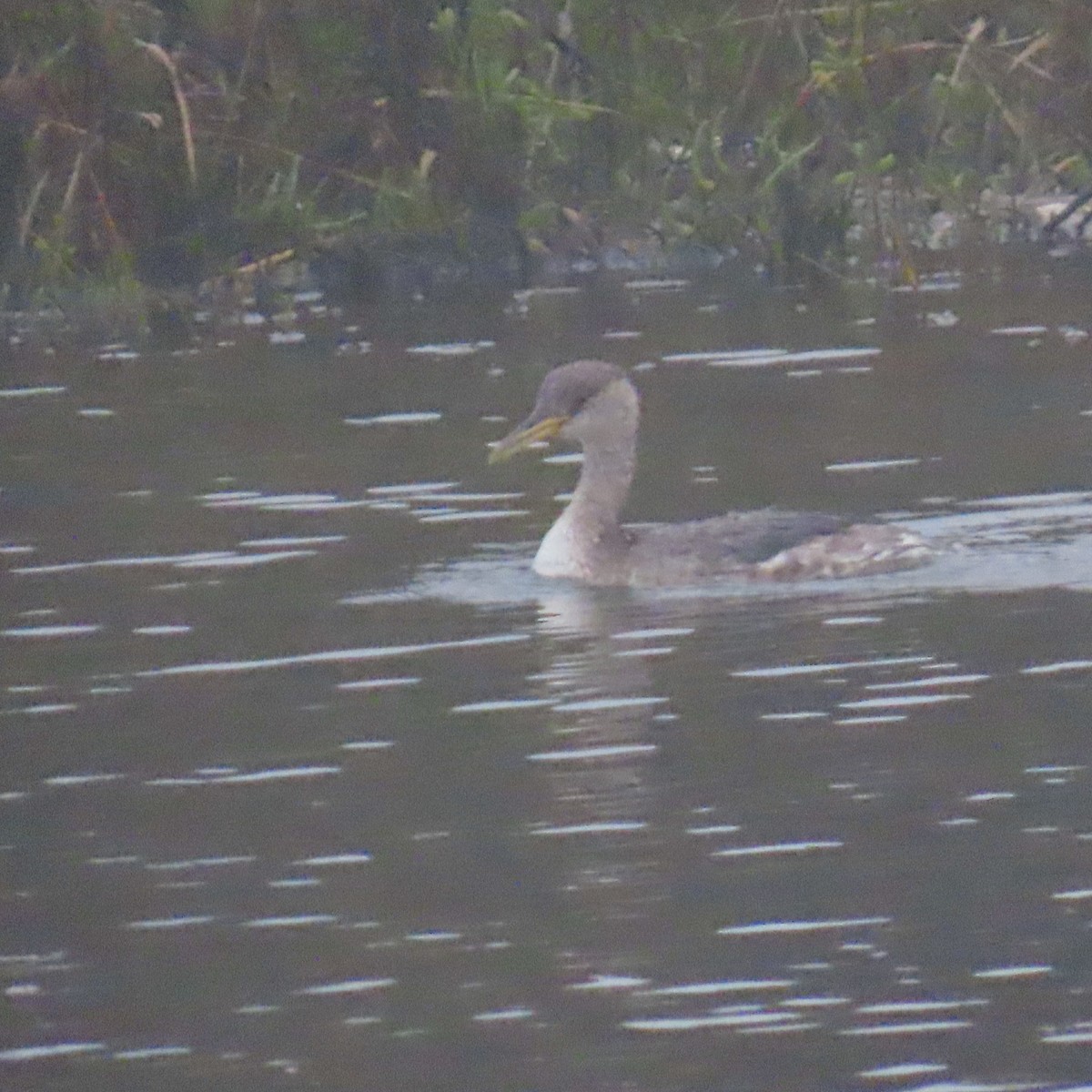 Пірникоза сірощока - ML646861840