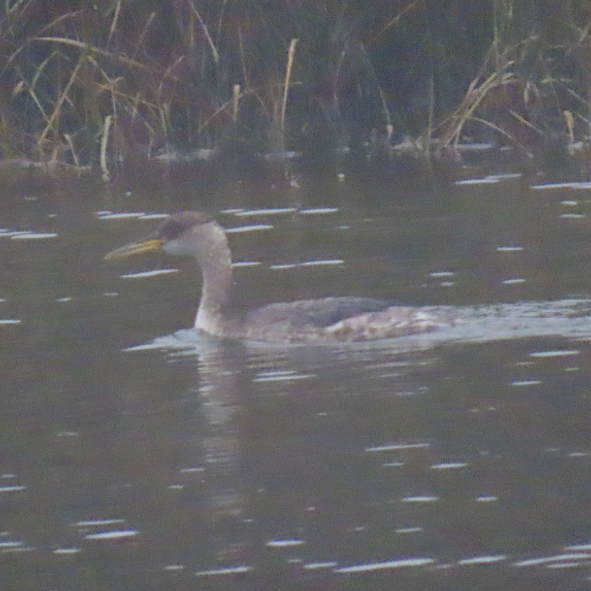 Пірникоза сірощока - ML646861841