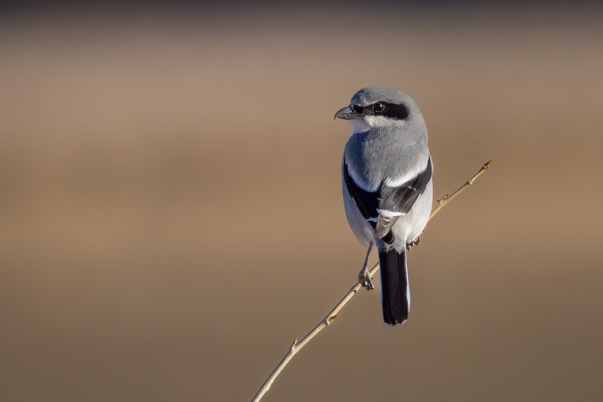 ťuhýk americký - ML646861842