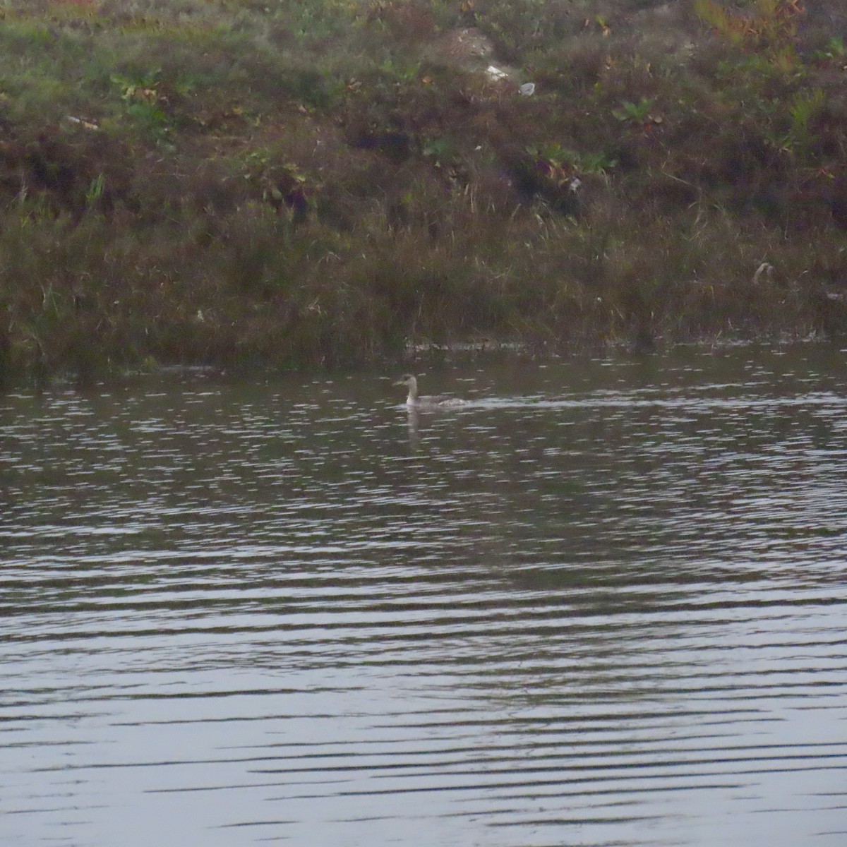 Пірникоза сірощока - ML646861843