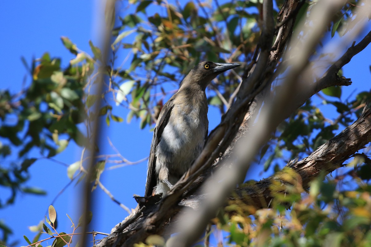 Verdugo Cenizo (versicolor/plumbea) - ML646861844