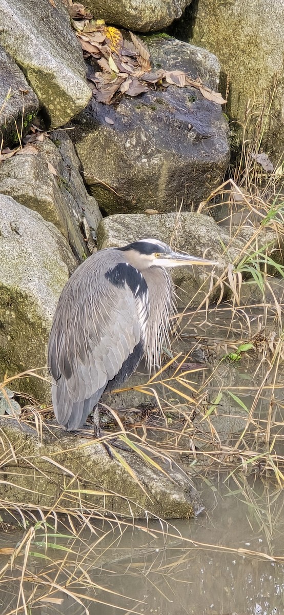 Great Blue Heron - ML646861845