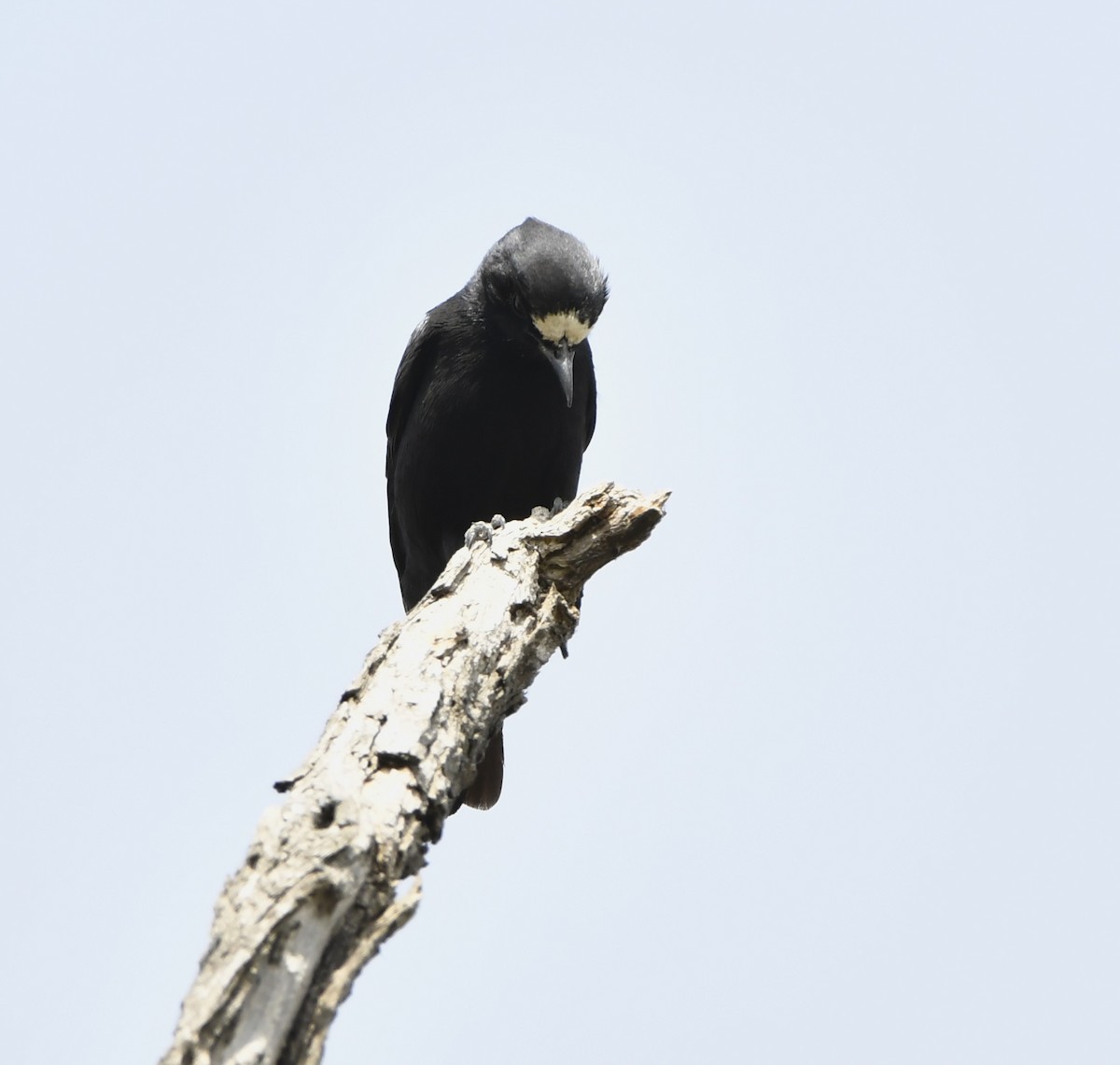 Buztanbeltz kopetazuria - ML646861852