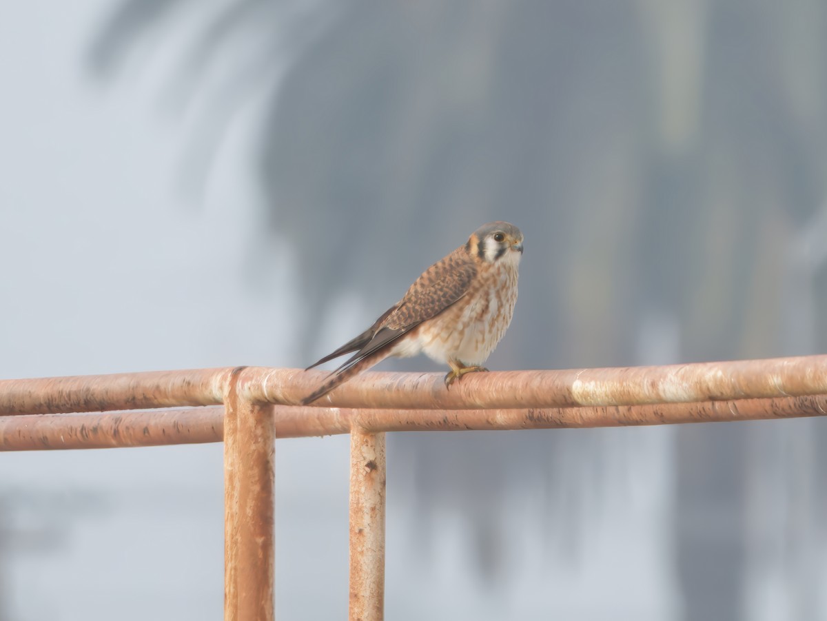 American Kestrel - ML646861853