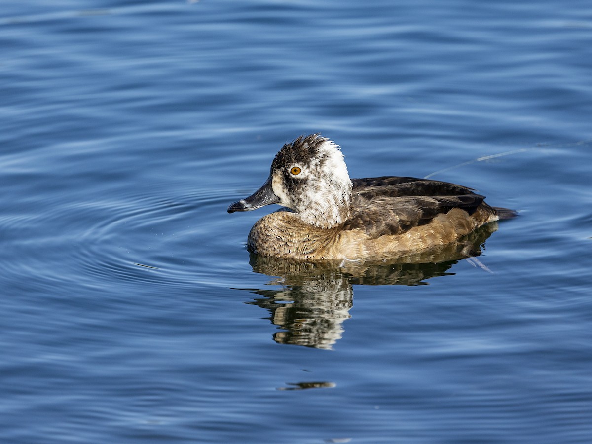 Ring-necked Duck - ML646861854