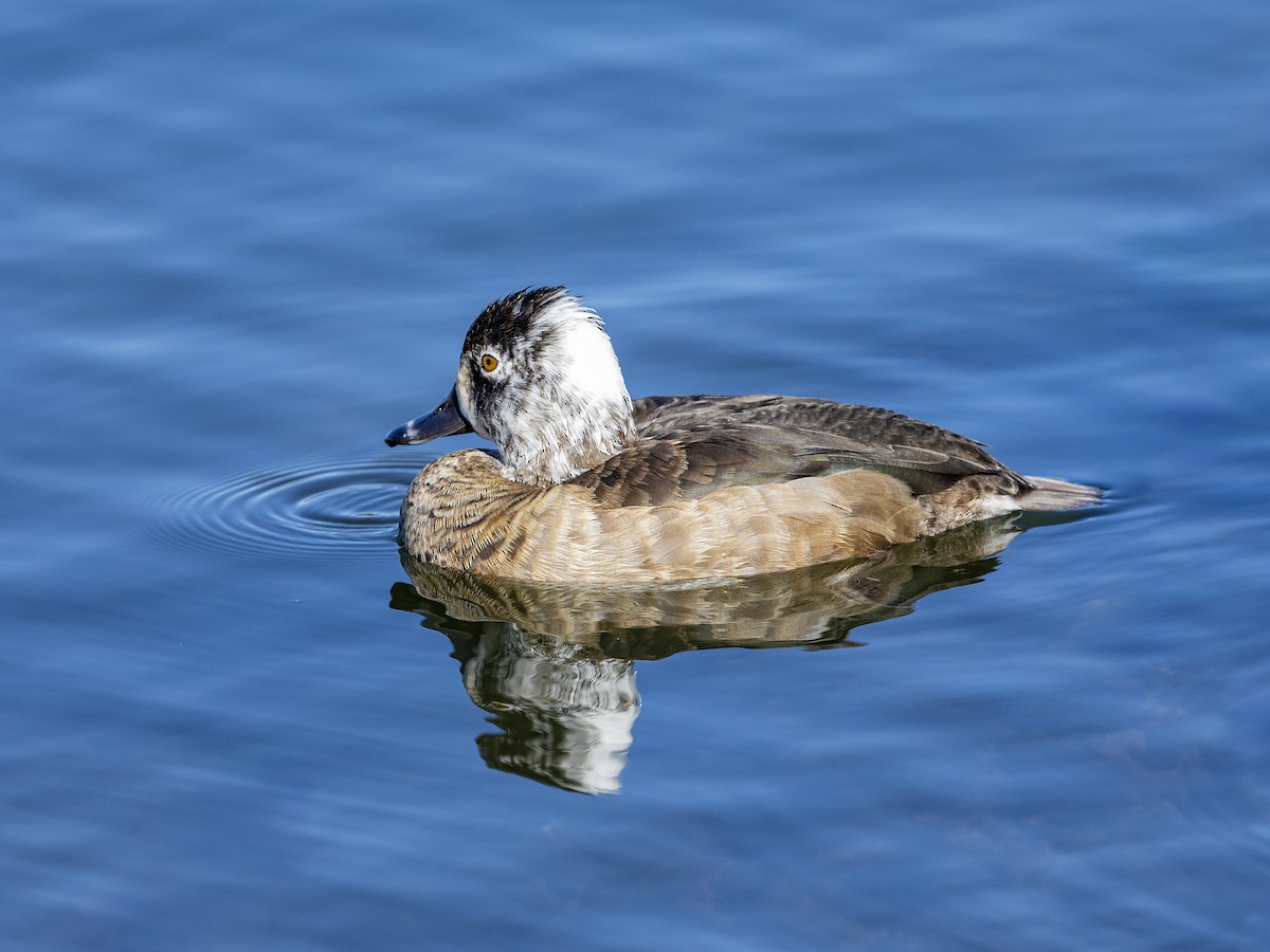 Ring-necked Duck - ML646861855