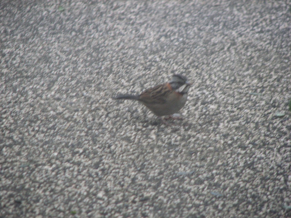 Rufous-collared Sparrow - ML646861856