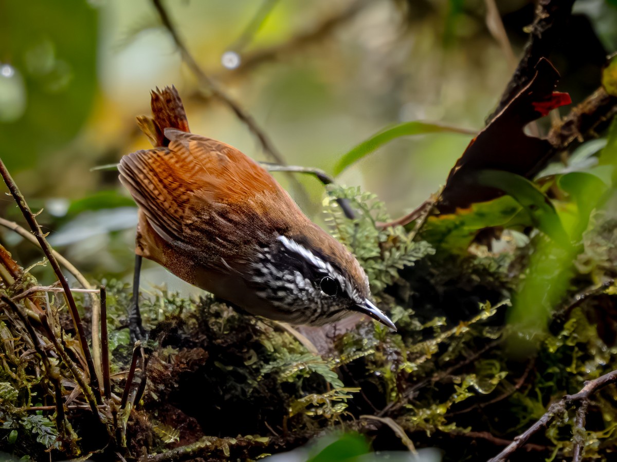 Munchique Wood-Wren - ML646861858